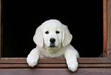 GOLDEN RETRIEVER 966
